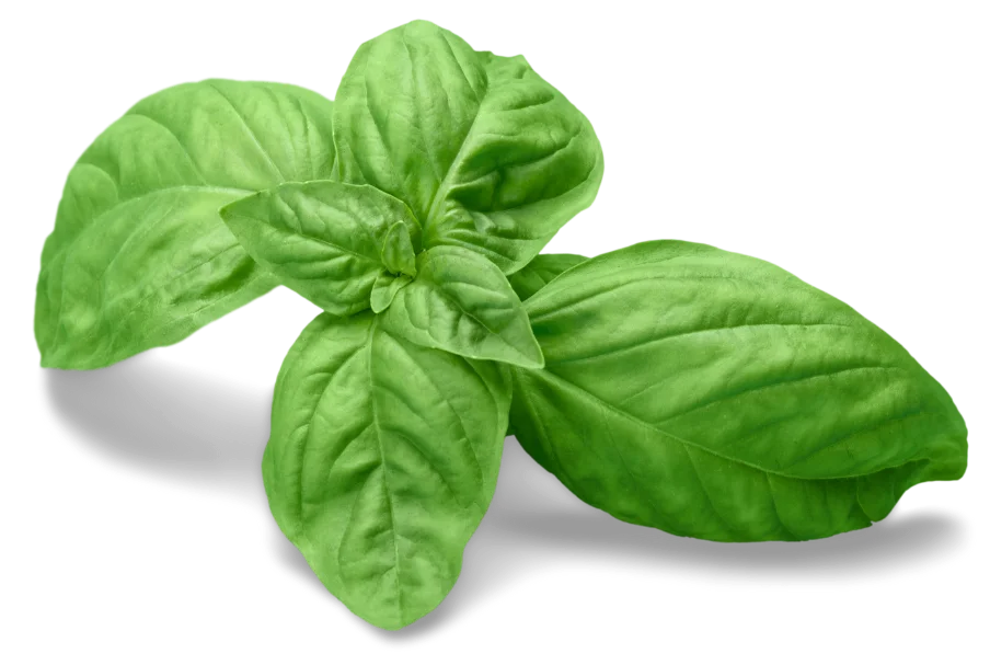 Weihnachtsfeier Catering München Geburtstag feiern mit GnocchUout